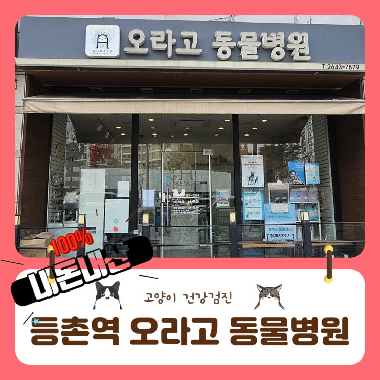  길고양이 동물병원 등촌역 오라고 건강검진