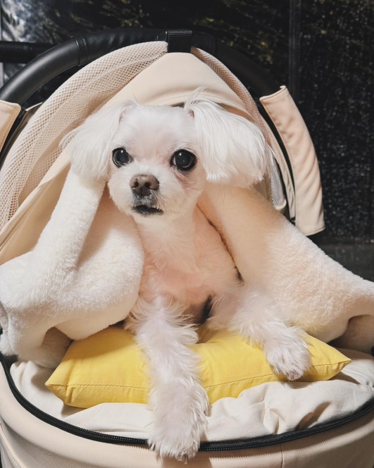  강아지 유모차 멍글리 브랜드 원터치 분리형 애견 개모차