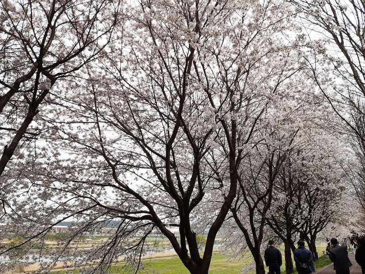 대전 벚꽃 명소 유성구 갑천 따라 산책하며 벚꽃 구경