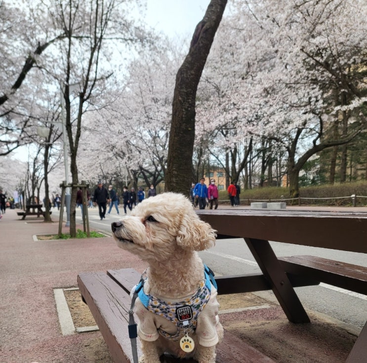  인천대공원 벚꽃 애견동반 피크닉 텐트 주차비 정보