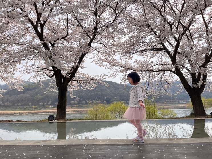 아직은 무료! 대전 근교 가볼만한 곳 개인적인 생각으로 공주 최고의 벚꽃스팟 석장리박물관 복합문화동