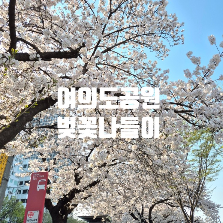 여의도공원 벚꽃길 개화현황 여의나루역 벚꽃명소