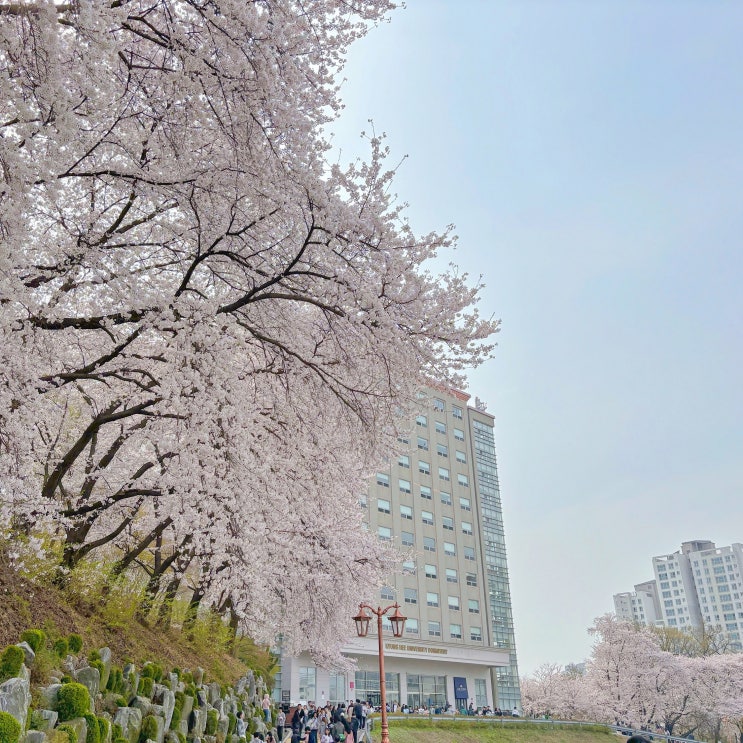  수원 벚꽃 명소 경희대 국제캠퍼스 꽃구경 및 개화 상황