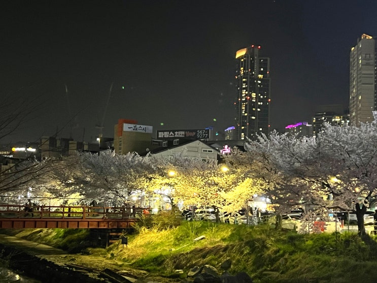  천안 벚꽃 숨은..명소! '불당천' 실시간 개화 (주차장*)