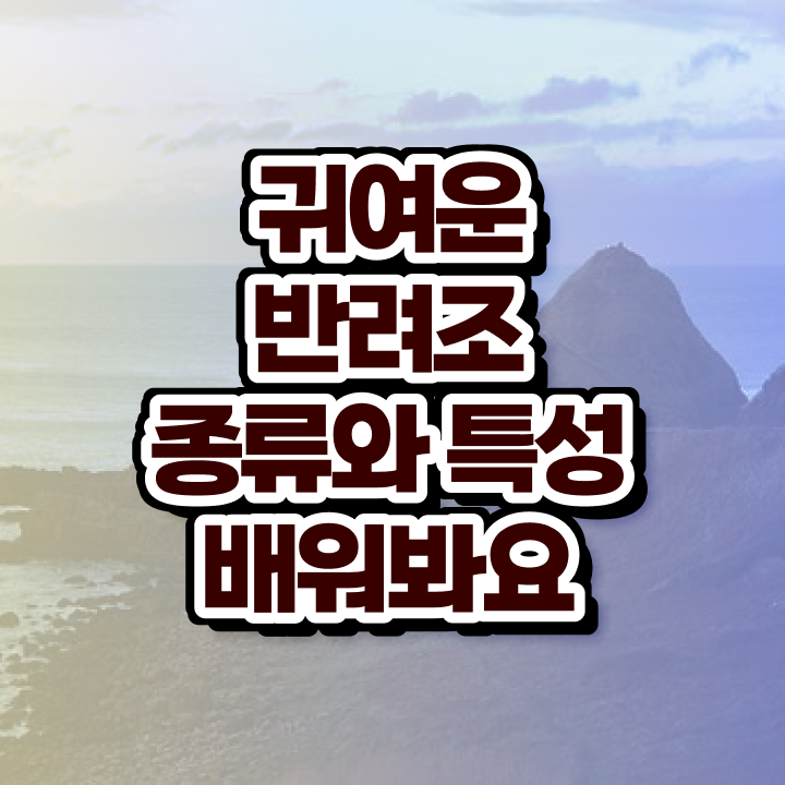  모란앵무 종류 , 반려조관리사 자격증 인강만 듣고 공부하고 합격한 정보 및 무료수강 혜택