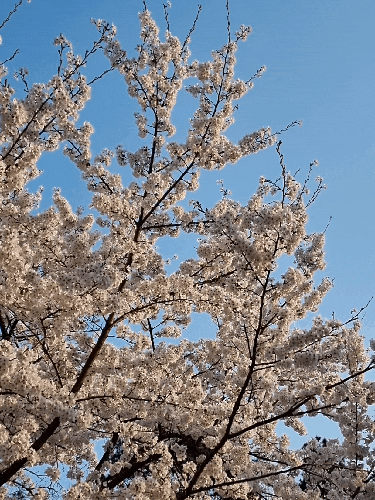  어린이대공원 벚꽃 명소 실시간 개화 상황(24.04.05)