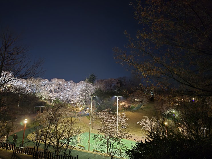 강릉 벚꽃 금주 추천 장소 상황