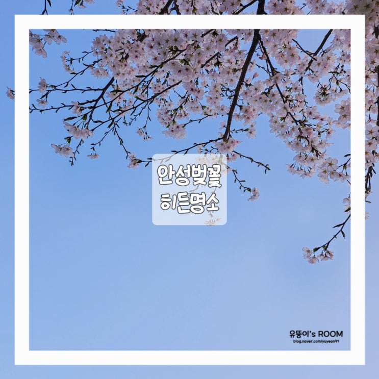  [안성 벚꽃] 2021안성 벚꽃 히든 명소, 24.04.04 다녀왔음!