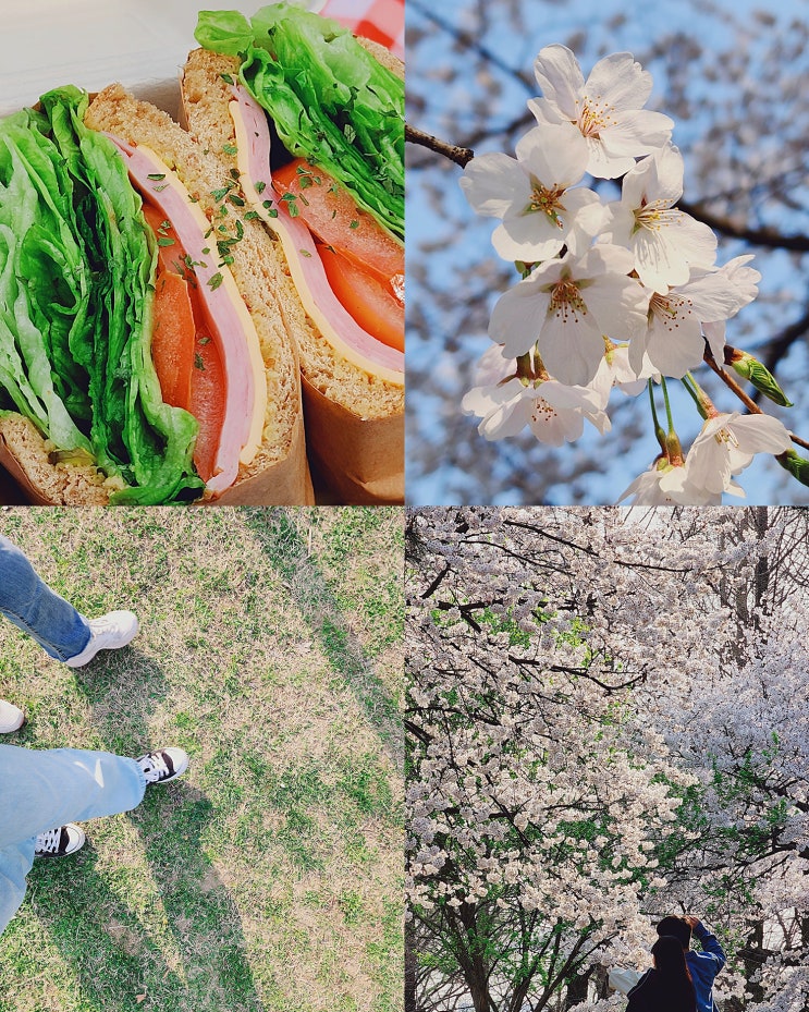 사전투표하고 일산 호수공원 벚꽃놀이 피크닉