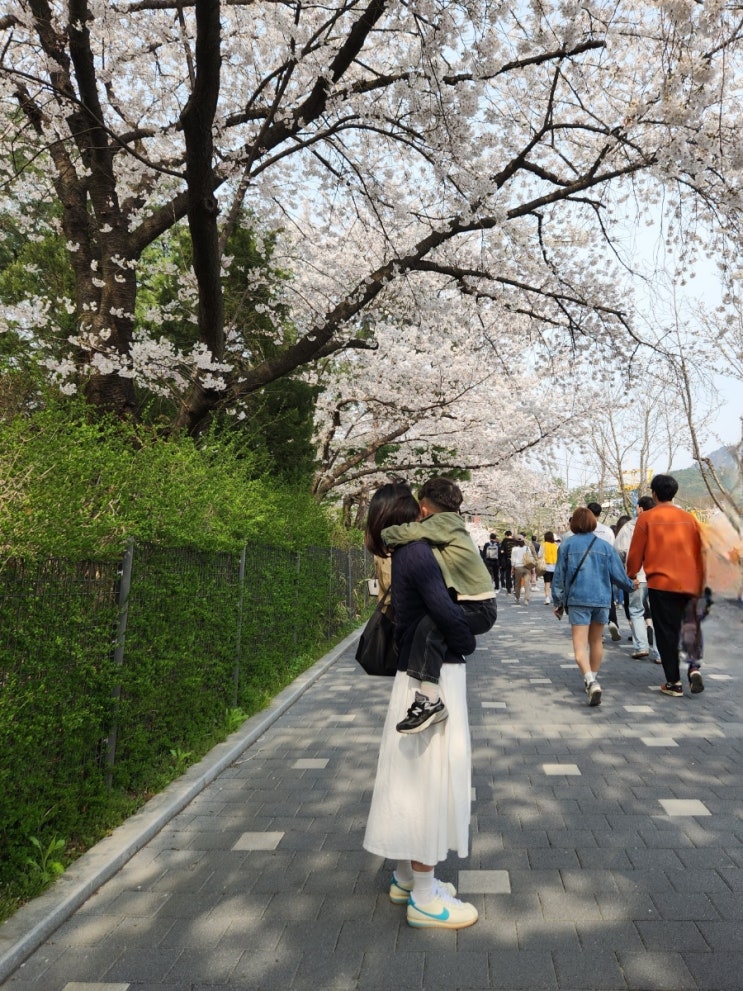  2024 과천 서울대공원 벚꽃놀이 | 카카오T 발레파킹, 개화현황