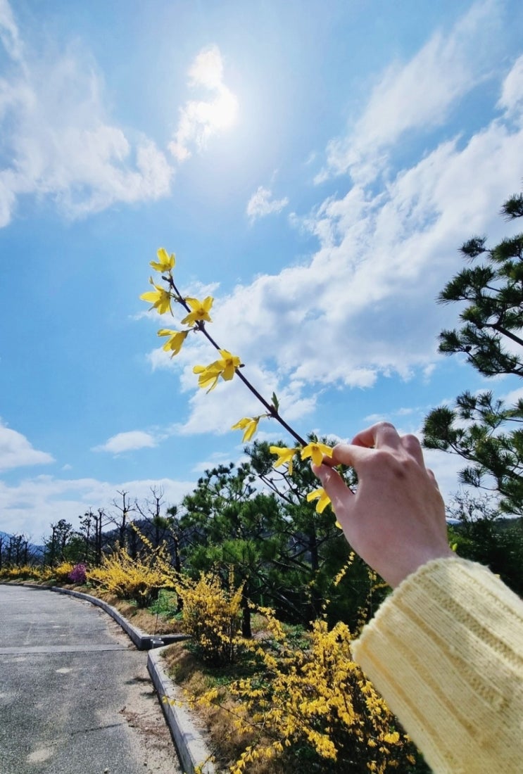 꽃구경