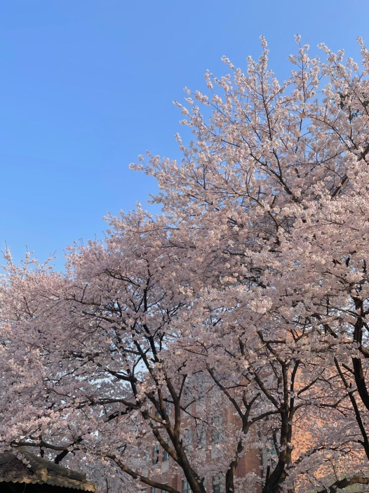  평택대학교 벚꽃축제 주말 4월 6일 방문 후기 (푸드트럭, 피크닉, 주차, 포토존 추천)