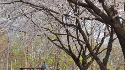  벚꽃을 볼 여유