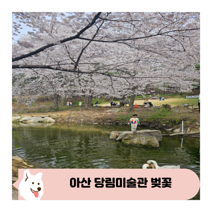 아산 벚꽃 당림미술관 바닥화 체험 애견동반