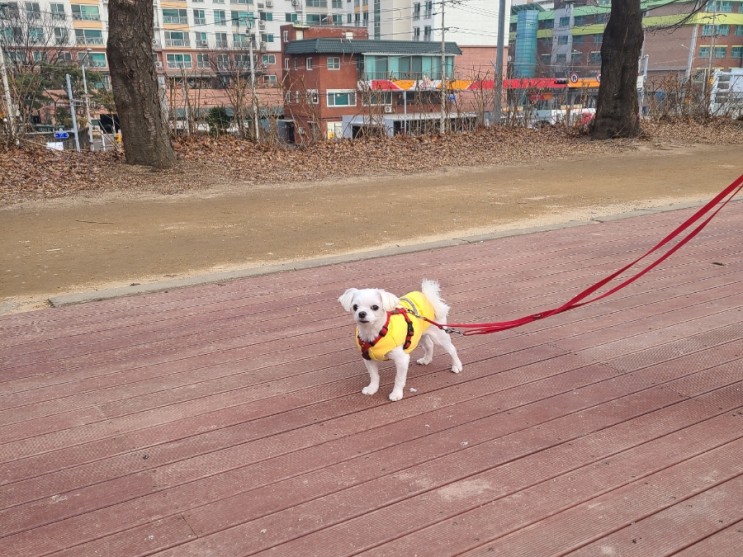 서울 <b>반려견 순찰대</b> 모집 강아지와 산책하며 동네 지켜요