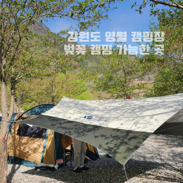  강원도 영월 캠핑장 벚꽃 캠핑 대신 겹벚꽃 캠핑, 산솔오토캠핑장