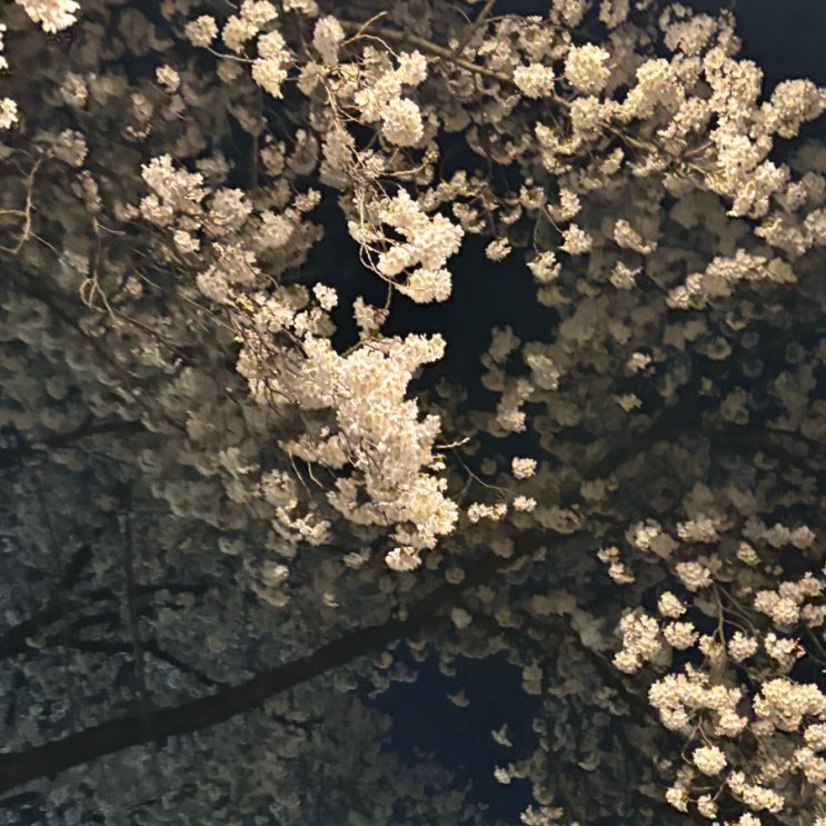  춘천 벚꽃 명소, 공지천 춘천댐 근황 추천
