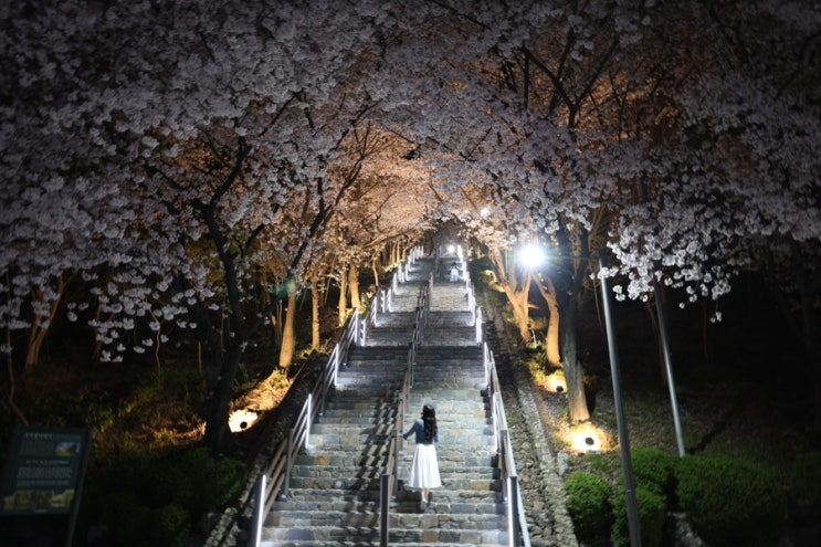 대구 침산공원 벚꽃 계단 야경 주차장 위치 실시간 정보