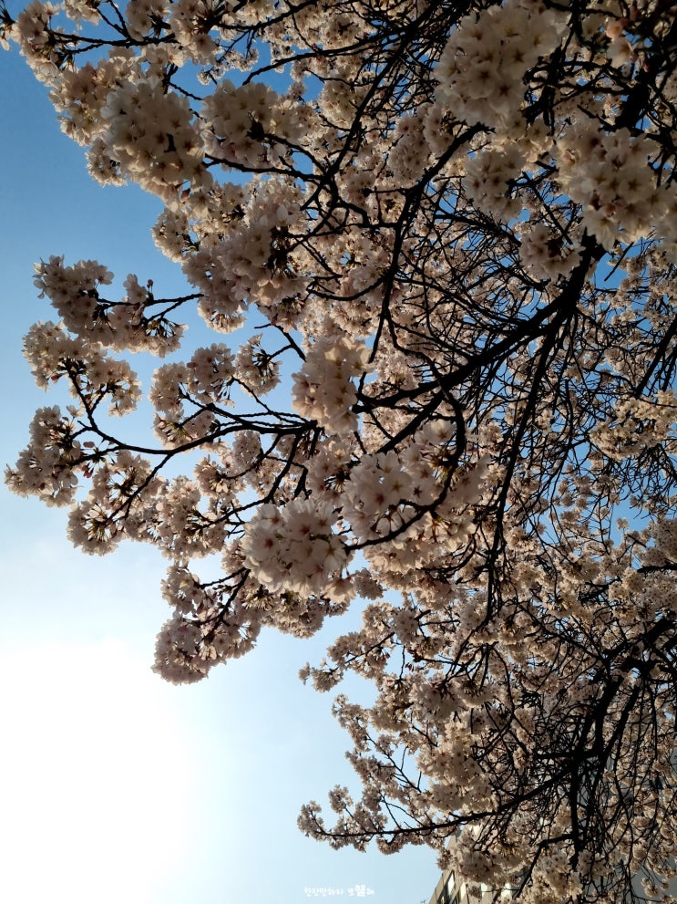 부평공원 벚꽃 나들이와 물놀이장, 주차 정보