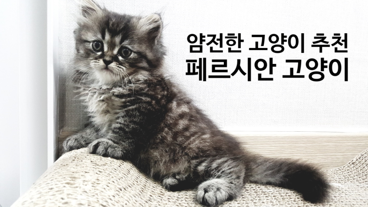 우리집 둘째 <b>태일</b>이 :: 페르시안고양이