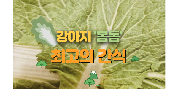  "강아지 건강을 위한 가장 좋은 간식 '봄동' 먹어도 되요!"