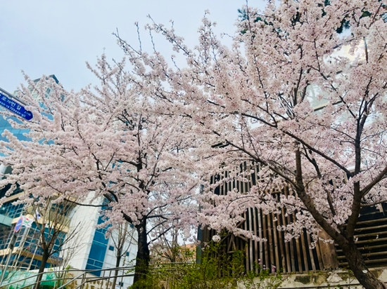 내 원픽 인천 벚꽃 명소(너무 이쁜 산책로, 꽃구경, 산책, 봄나들이)
