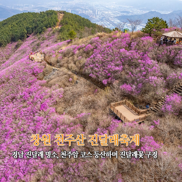  창원 천주산 진달래축제 경남 진달래 명소 천주암 등산코스 드론뷰 하늘에서 본 풍경