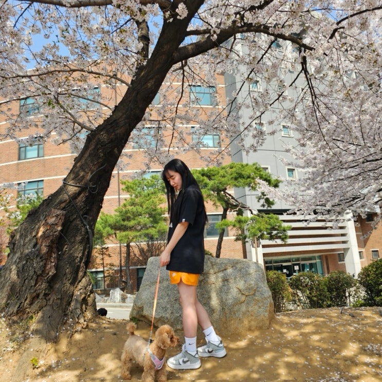  평택대 벚꽃축제 실시간 벛꽃 명소 후기
