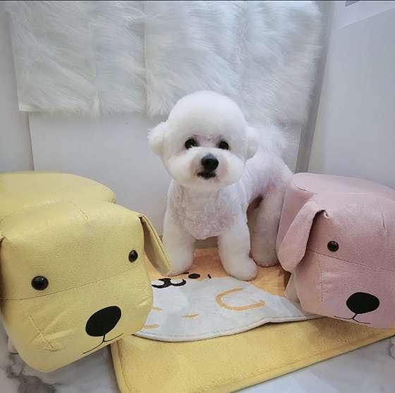 낭만강아지