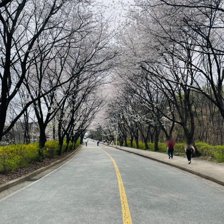  여주대 벚꽃길 위치, 주차