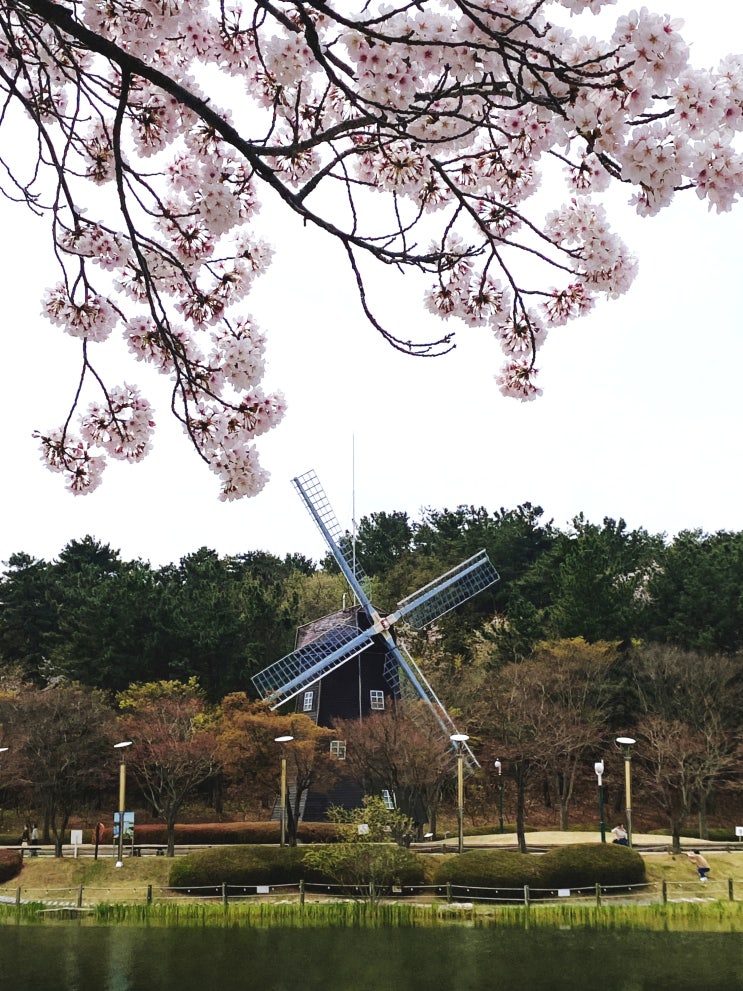  울산대공원 벚꽃 구경