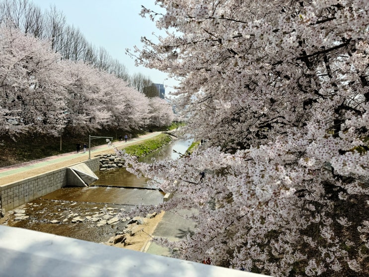  서울벚꽃명소: 여의도, 양재천벚꽃, 올림픽공원 다녀왔어요. 주차위치, 벚꽃산책로 위치