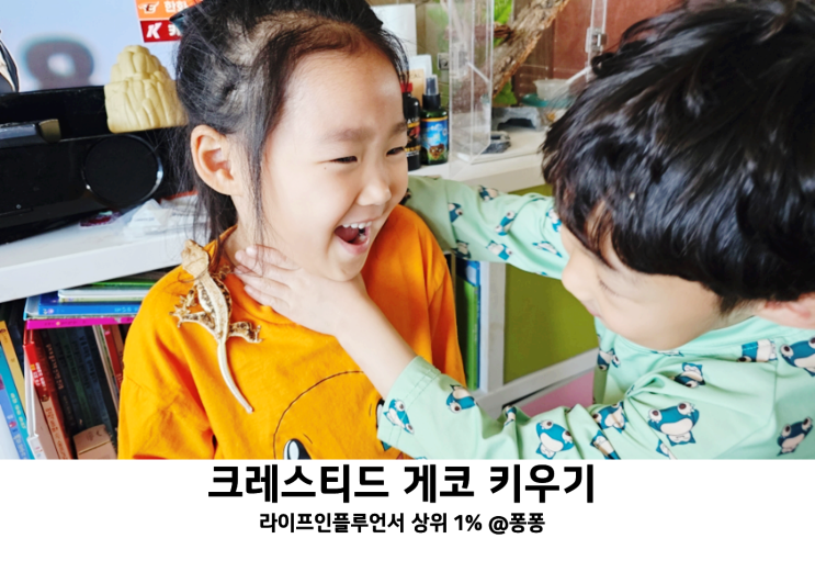  엄마표 과학놀이 크레스티드 게코 키우기 릴리 화이트 모프 성체 사육장 먹이 준비 완료