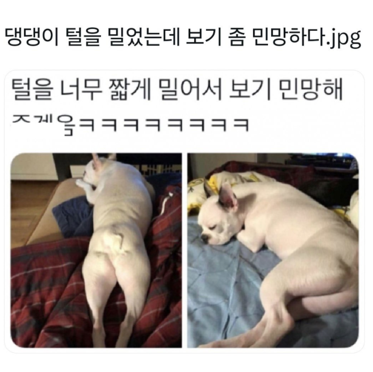 섹시한 댕댕이