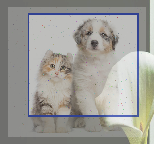  고양이 목욕 꿀팁