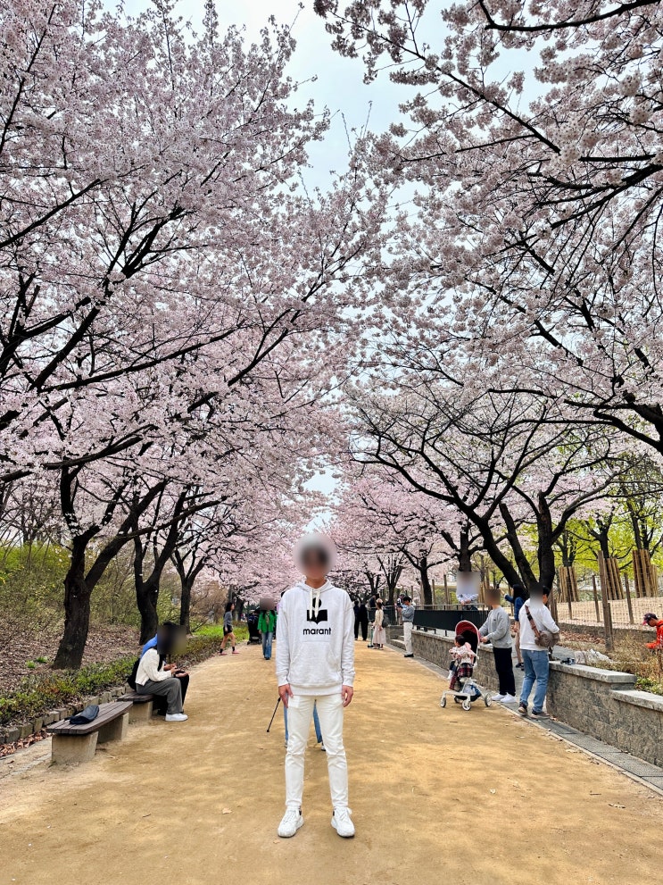  서울숲 벚꽃 나들이 뚝섬유원지 커플 자전거 대여 (ft.잠실 석촌호수 벚꽃)