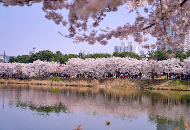 만석공원 벚꽃 실시간 개화상황 주차장 정보 수원벚꽃명소