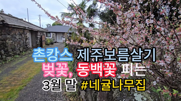 제주 촌캉스 보름살기 독채 추천, 귤나무 돌집 숙소