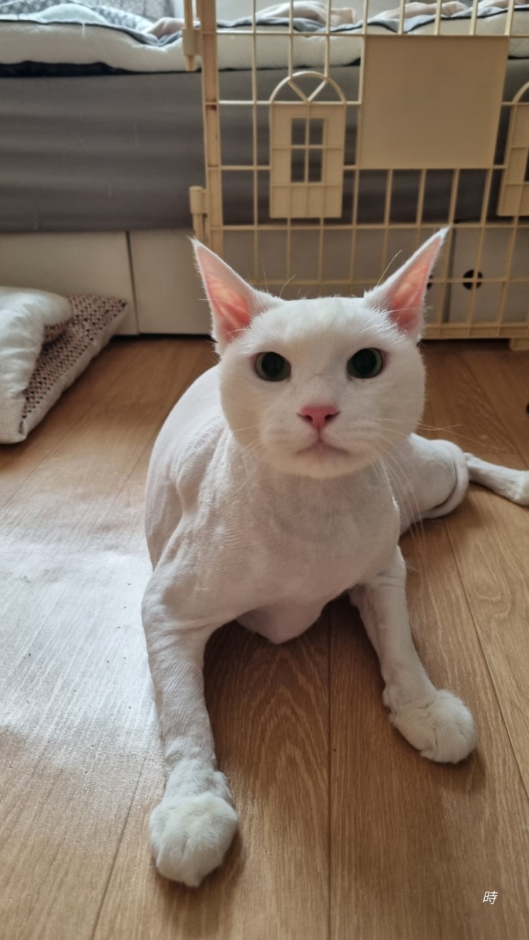  복수할 줄 아는 녀석