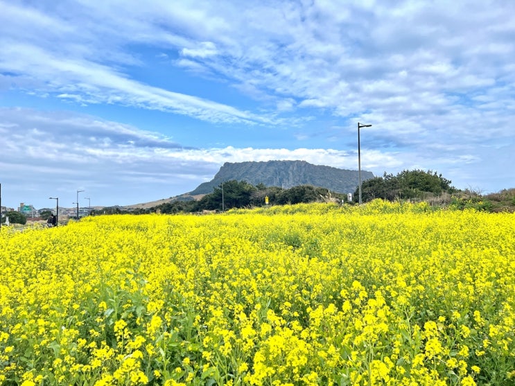  제주 여행 1박 2일, 1일차 삼대전통고기국수, 도두동무지개해안도로, 함덕해수욕장, 성산갈치맛집, 성산일출봉, 유채꽃재배단지, 스타벅스 성산일출봉점