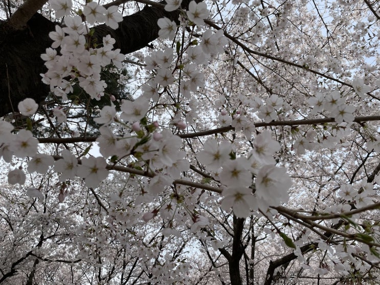  일산 호수공원 벚꽃 구경 주차장 나만의 명소