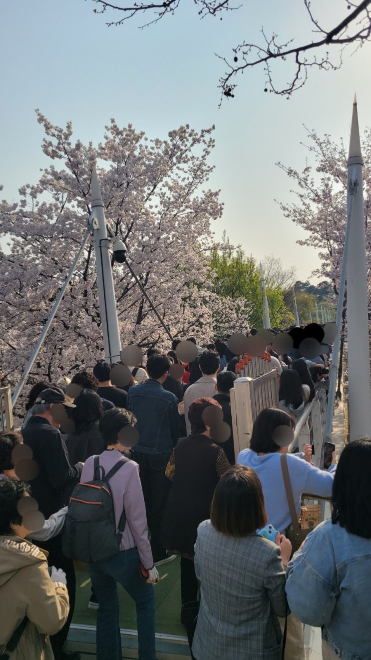  서울숲역:[서울숲 꽃사슴 방사장]벚꽃 사진 명당 후기/ 명당소문 나만 아는게 아니다.