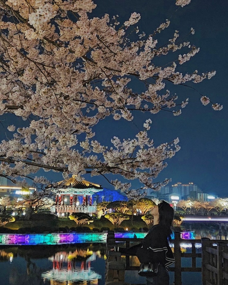  충남 서산 호수 공원 벚꽃, 사람 적은 벚꽃 명소
