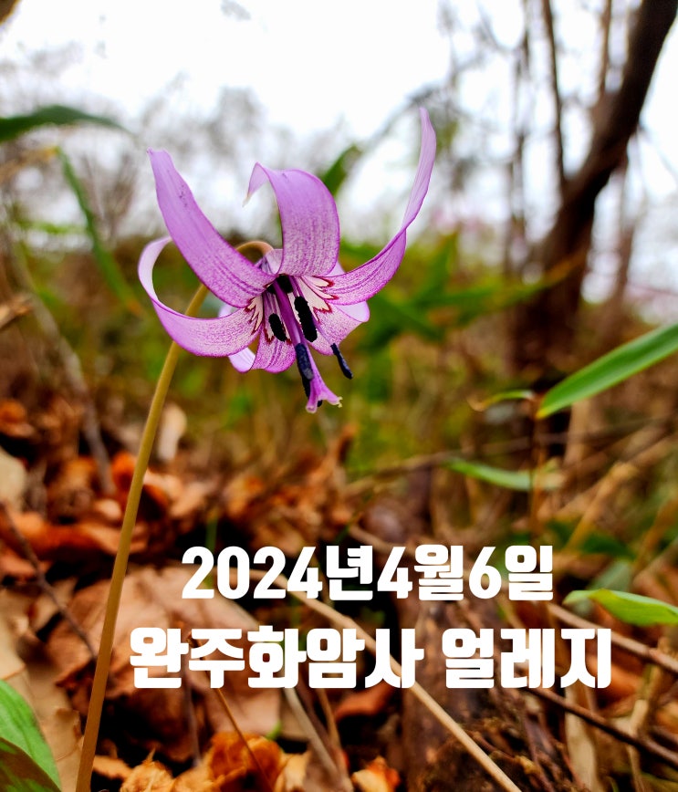  〔전북완주〕완주 화암사 얼레지가 아직도 피어 있어요. 24.4.6-전주 근교 산책하기 좋은 길