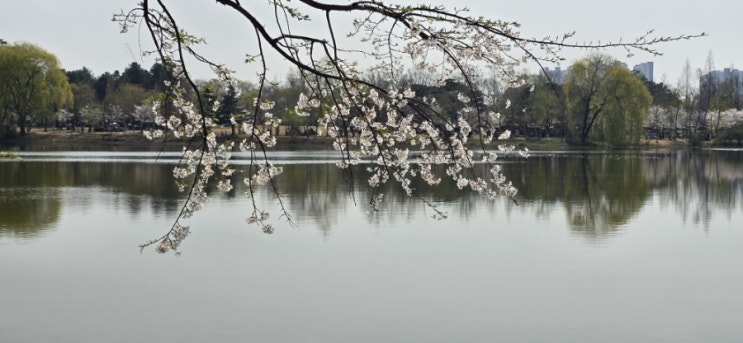 벚꽃 명소 일산 호수공원
