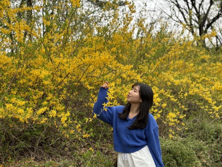  [대구경산] 영남대학교 벚꽃축제 실시간(4.6)