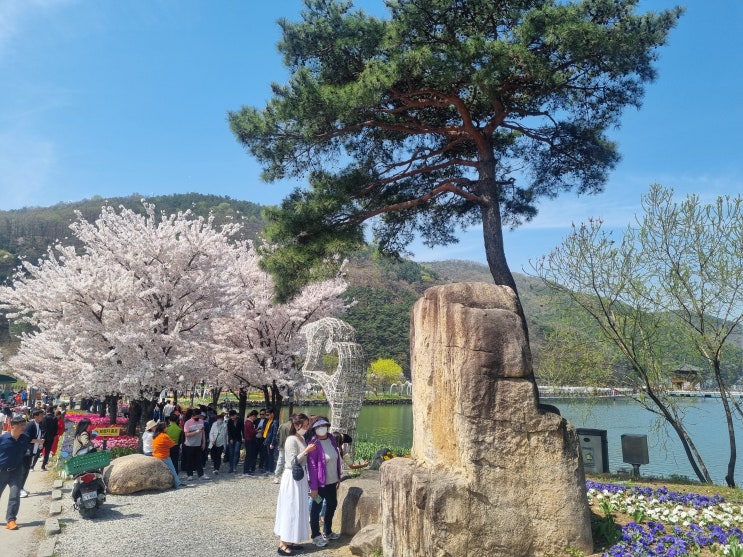  송해공원(옥연지) 벚꽃 나들이(대구 봄여행 추천)
