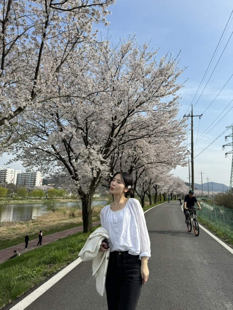  [대전] 정림동 갑천길 벚꽃 명소 4월 데이트
