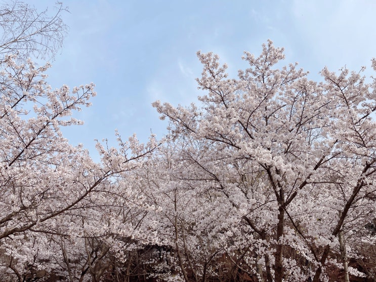  경기도 이천 설봉공원 벚꽃 실시간 상황 산책 드라이브코스 추천