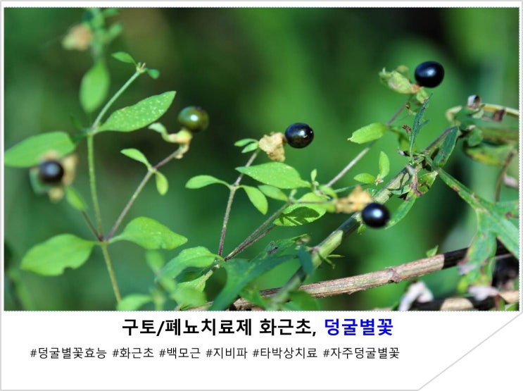  구토/폐뇨치료제 화근초, 덩굴별꽃